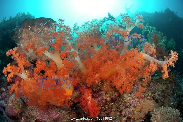  : 80180623 Soft Coral - with sun in background California