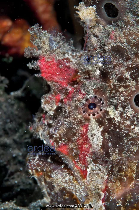 : 80180632 Painted Frogfish Joleha dive site, Lembeh : 80180632 Painted Frogfish Joleha dive site, Lembeh