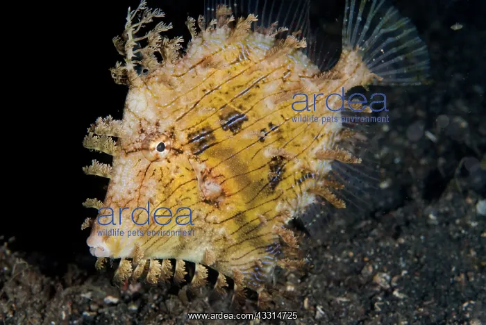 : 80180634 Leafy Filefish - during night dive TK1 : 80180634 Leafy Filefish - during night dive TK1