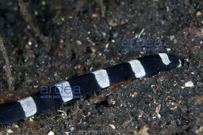 : 80180637 Saddled Snake Eel - on black sand during : 80180637 Saddled Snake Eel - on black sand during