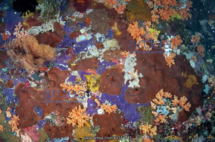 : 80180639 Tunicates - colorful wall Dante's Wall : 80180639 Tunicates - colorful wall Dante's Wall