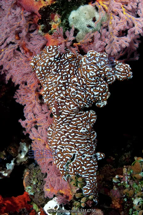 : 80180641 Zooid Tunicate Dante's Wall dive site : 80180641 Zooid Tunicate Dante's Wall dive site