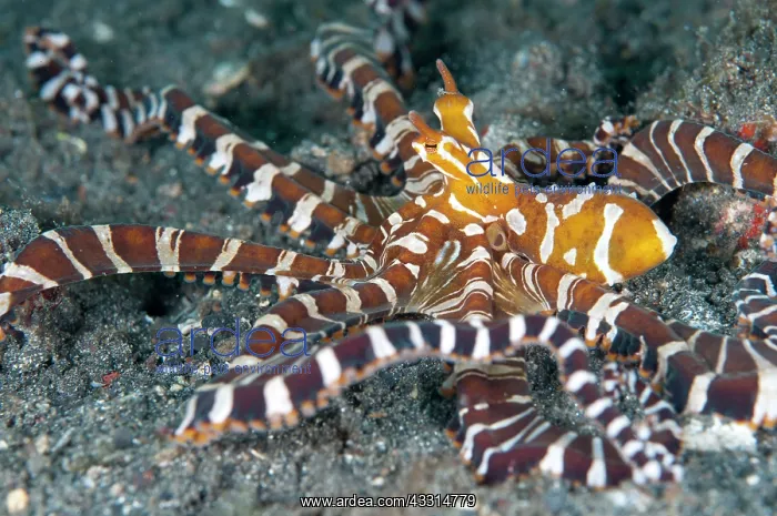: 80180648 Wunderpus Octopus - hunting with extended : 80180648 Wunderpus Octopus - hunting with extended