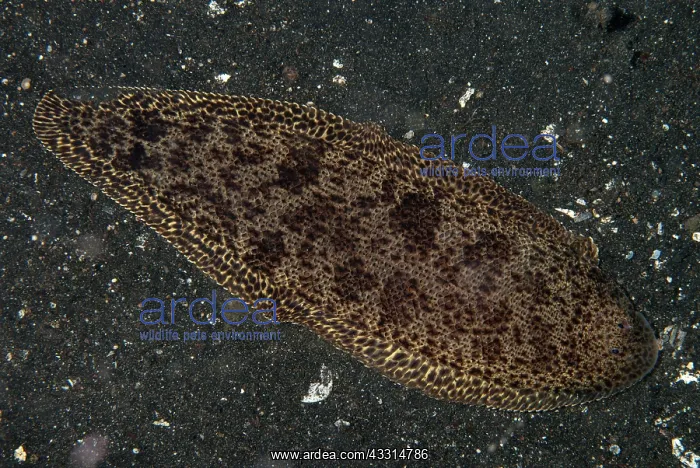 : 80180649 Blotched Tongue-sole - during night dive : 80180649 Blotched Tongue-sole - during night dive