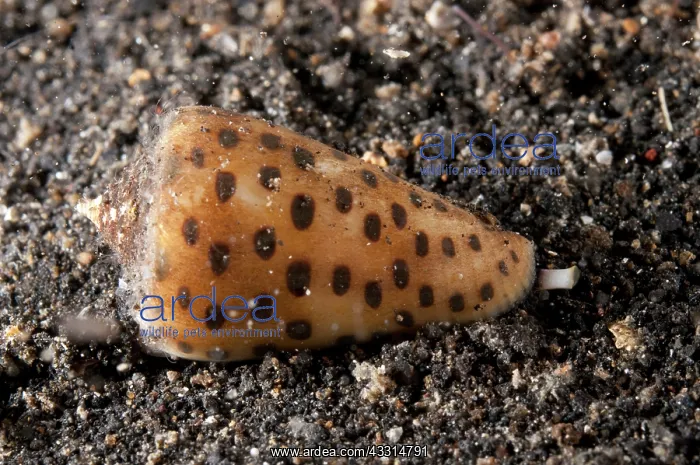: 80180650 Lettered Cone Shell - with siphon showing : 80180650 Lettered Cone Shell - with siphon showing