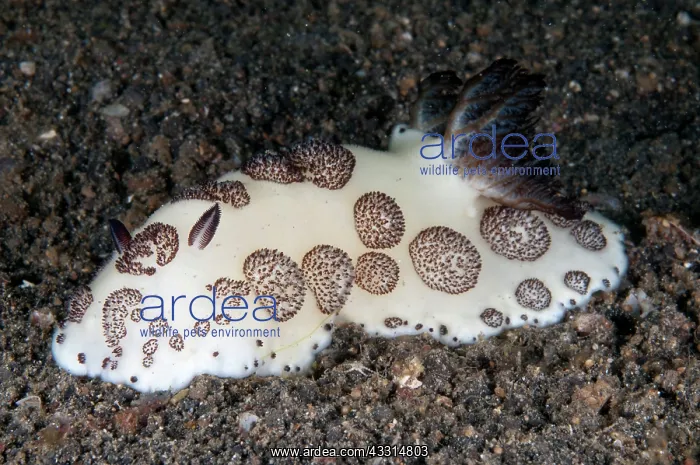 : 80180655 Funeral Jorunna Nudibranch Bronsel dive : 80180655 Funeral Jorunna Nudibranch Bronsel dive