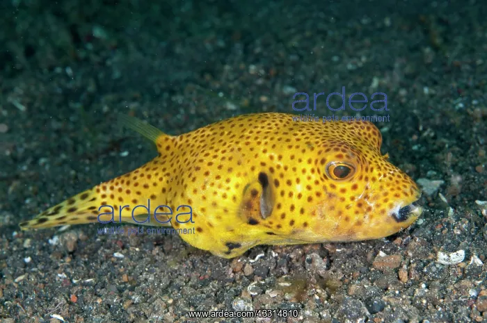 : 80180656 Star Puffer - sub-adult Bronsel dive site : 80180656 Star Puffer - sub-adult Bronsel dive site