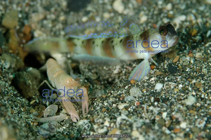 : 80180659 Arcfin Shrimpgoby - with Snapping Shrimp : 80180659 Arcfin Shrimpgoby - with Snapping Shrimp