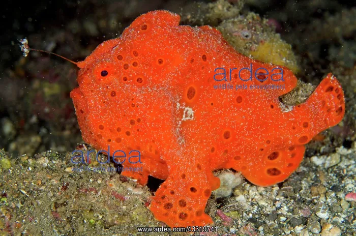 : 80180680 Painted Frogfish - luring on black sand : 80180680 Painted Frogfish - luring on black sand