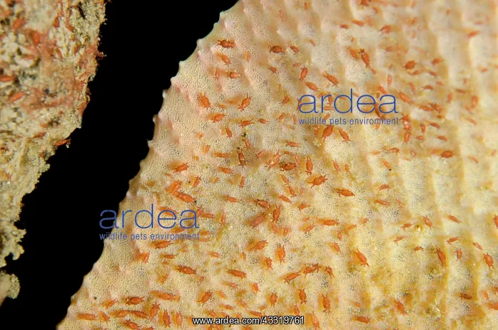 : 80180684 Sponge Isopods - on sponge TK3 dive site : 80180684 Sponge Isopods - on sponge TK3 dive site