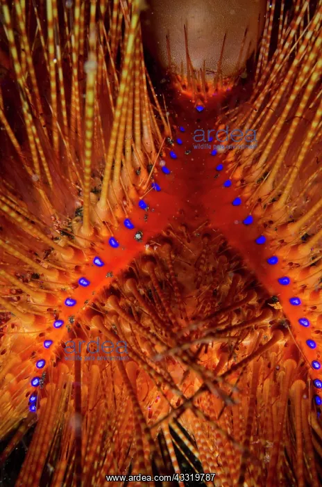 : 80180689 Radiant Fire Urchin TK3 dive site, Lembeh : 80180689 Radiant Fire Urchin TK3 dive site, Lembeh