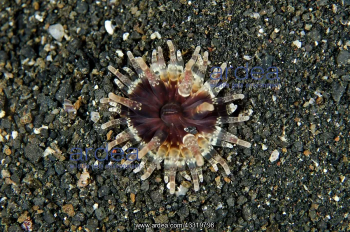 : 80180691 Sand Anemone - on black sand on night dive : 80180691 Sand Anemone - on black sand on night dive