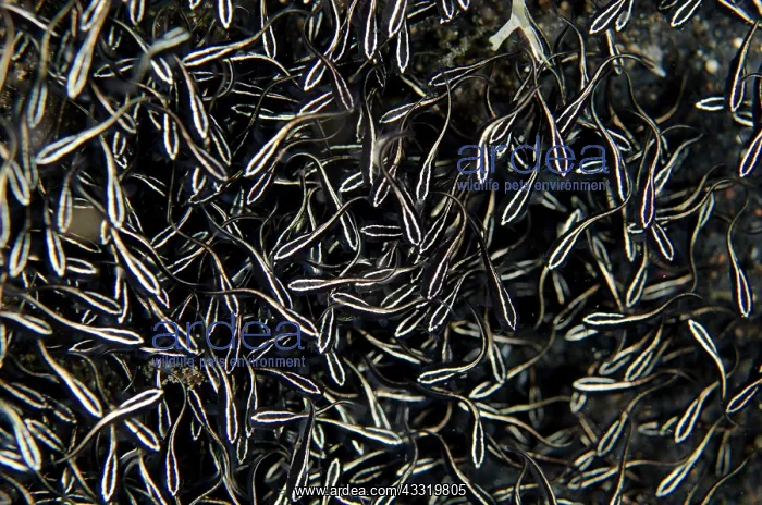 : 80180692 Striped Catfish - School of juveniles on : 80180692 Striped Catfish - School of juveniles on