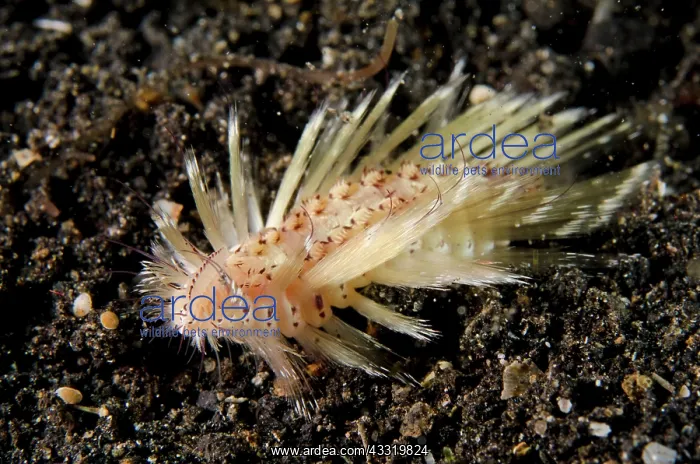  : 80180695 Small Fire Worm - swimming on black sand