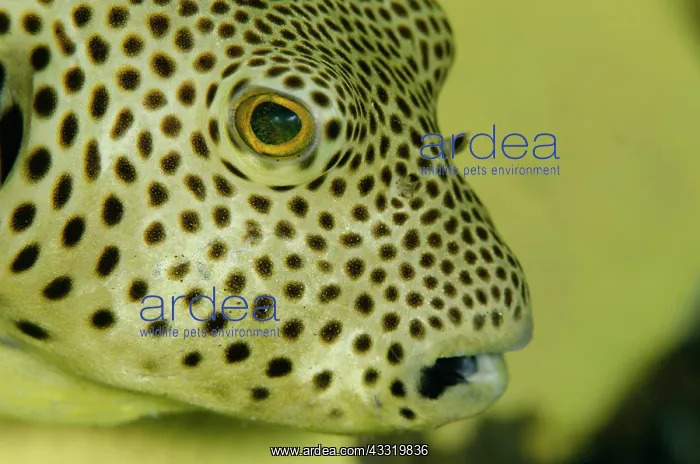  : 80180697 Star Puffer - Sub-adult inside yellow Elephant