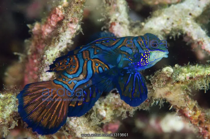 : 80180701 Mandarinfish - with ornate markings Bianca : 80180701 Mandarinfish - with ornate markings Bianca