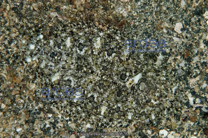 : 80180704 Intermediate Flounder - camouflaged in : 80180704 Intermediate Flounder - camouflaged in
