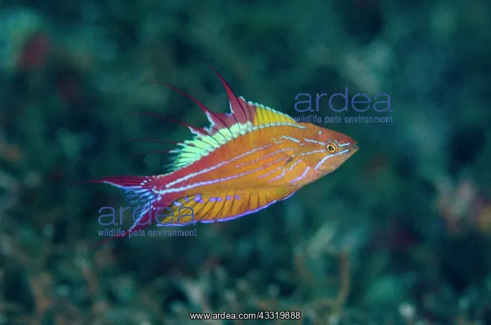 : 80180706 Blue Flasherwrasse - nupital display Aw : 80180706 Blue Flasherwrasse - nupital display Aw