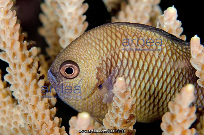 : 80180708 Reticulated Dascyllus - inside coral on : 80180708 Reticulated Dascyllus - inside coral on