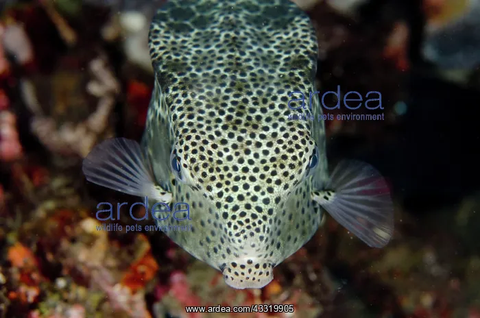  : 80180709 Shortsnout Boxfish - on night dive TK1