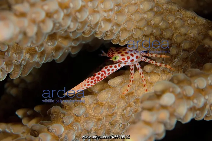 : 80180710 Red-spotted Guard Crab - inside coral on : 80180710 Red-spotted Guard Crab - inside coral on