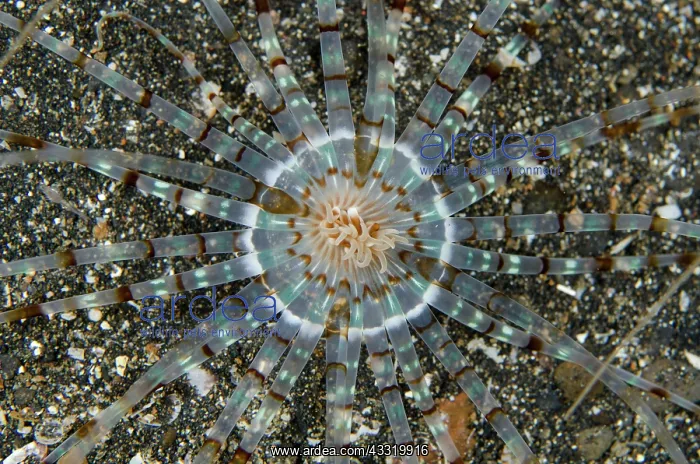  : 80180711 Tube Anemone - with striped tentacles on