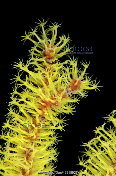 : 80180713 Sea Pen - with yellow polyps on night dive : 80180713 Sea Pen - with yellow polyps on night dive