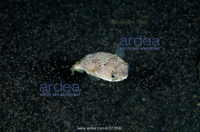 : 80180715 Balloonfish - surrounded by small shrimp : 80180715 Balloonfish - surrounded by small shrimp