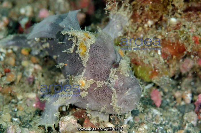 : 80180721 Painted Frogfish Bronsel dive site, Lembeh : 80180721 Painted Frogfish Bronsel dive site, Lembeh