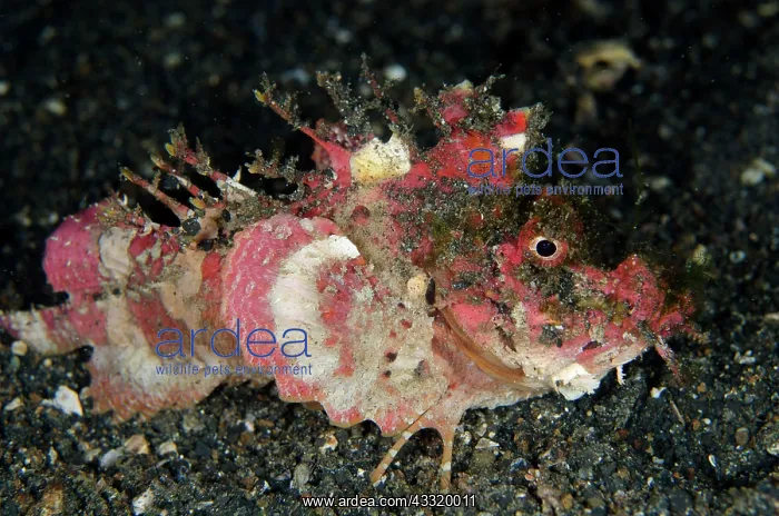 : 80180727 Spiny Devilfish - with erect spines on
