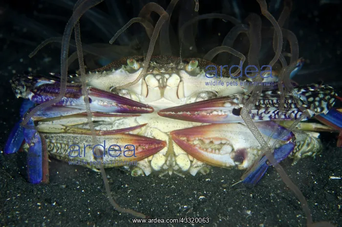 : 80180736 Swimming Crabs - mating with Tube Anemone : 80180736 Swimming Crabs - mating with Tube Anemone