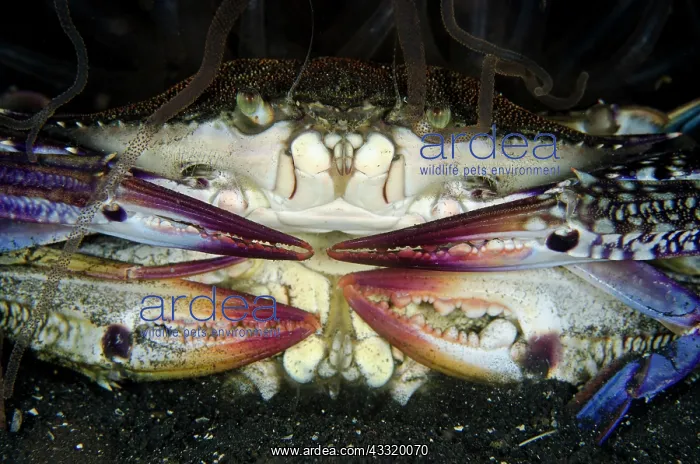 : 80180737 Swimming Crabs - mating with Tube Anemone : 80180737 Swimming Crabs - mating with Tube Anemone