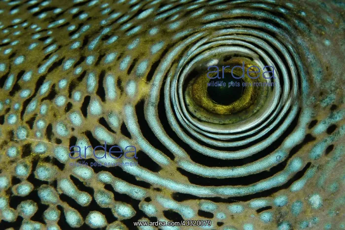 : 80180738 Blue-spotted Puffer - eye Angel's Window : 80180738 Blue-spotted Puffer - eye Angel's Window