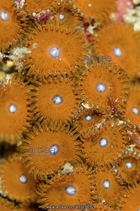 : 80180740 Zooanthid Anemone - Colony Kareko Point : 80180740 Zooanthid Anemone - Colony Kareko Point