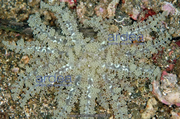 : 80180746 Hellfire Anemone Nudi Falls dive site : 80180746 Hellfire Anemone Nudi Falls dive site