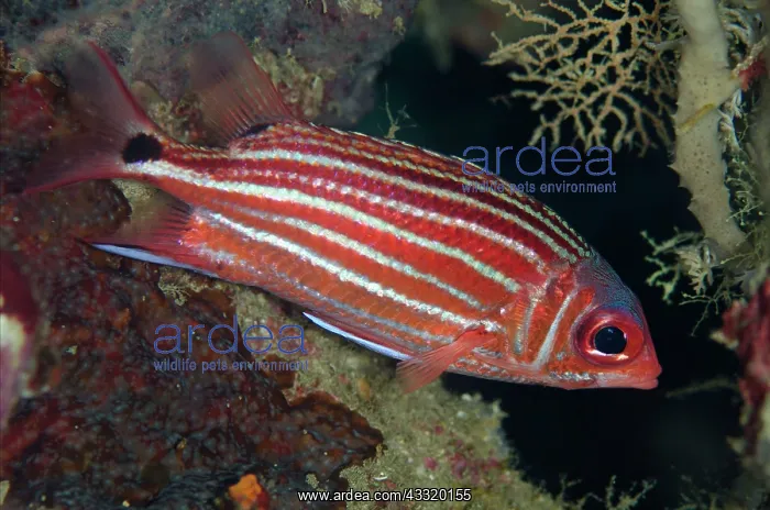 : 80180754 Threespot Squirrelfish Kaino's Treasure : 80180754 Threespot Squirrelfish Kaino's Treasure
