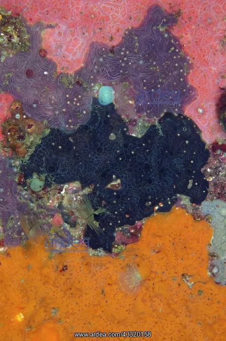 : 80180755 Tunicates - of different colours on wall : 80180755 Tunicates - of different colours on wall