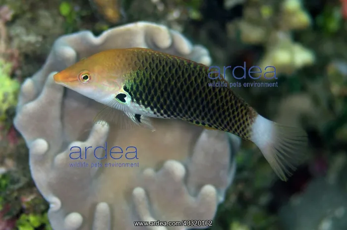 : 80180756 Axilspot Wrasse Batu Sandar dive site : 80180756 Axilspot Wrasse Batu Sandar dive site