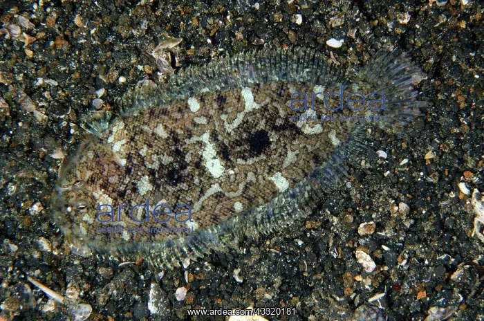 : 80180760 Kai Sole - on night dive TK1 dive site : 80180760 Kai Sole - on night dive TK1 dive site