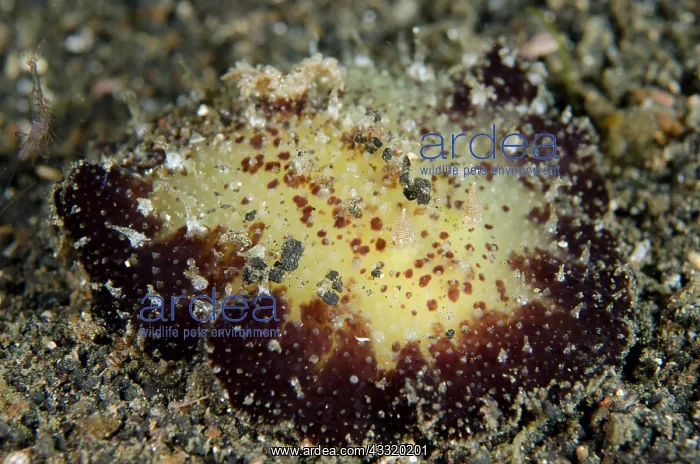 : 80180764 Shaggy Thordisa Nudibranch - on black sand : 80180764 Shaggy Thordisa Nudibranch - on black sand