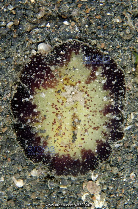 : 80180765 Shaggy Thordisa Nudibranch - on black sand : 80180765 Shaggy Thordisa Nudibranch - on black sand