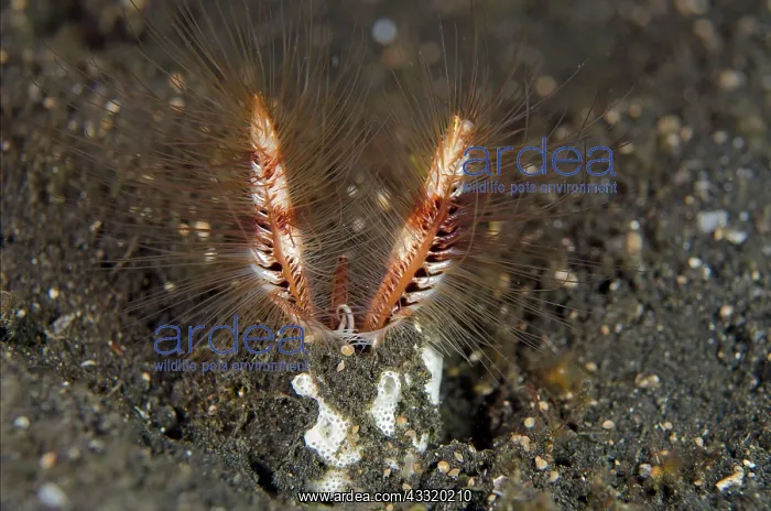 : 80180766 Honeycomb Worm - aka Devil Worm buried : 80180766 Honeycomb Worm - aka Devil Worm buried