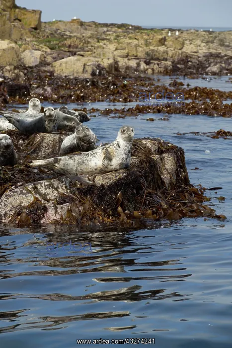 : 80180825 Grey Seals - on rocks Farne Islands, Northumberland : 80180825 Grey Seals - on rocks Farne Islands, Northumberland