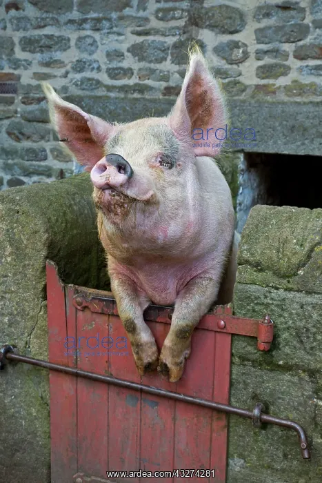 : 80180833 Pig - peering over gate Beamish Museum : 80180833 Pig - peering over gate Beamish Museum