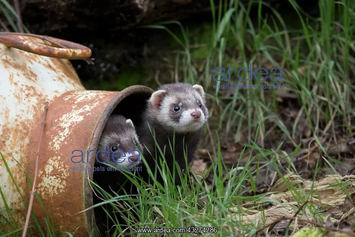  : 80180834 Polecats - in old bucket (controlled conditions)
