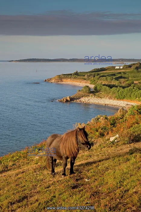 : 80180837 Pony - grazing in field by coast St Mary's : 80180837 Pony - grazing in field by coast St Mary's