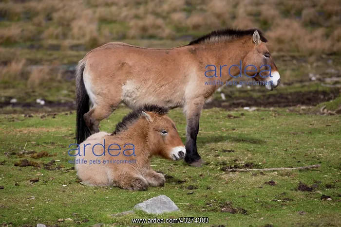: 80180838 Przewalshi's Wild Horses UK David Chapman : 80180838 Przewalshi's Wild Horses UK David Chapman