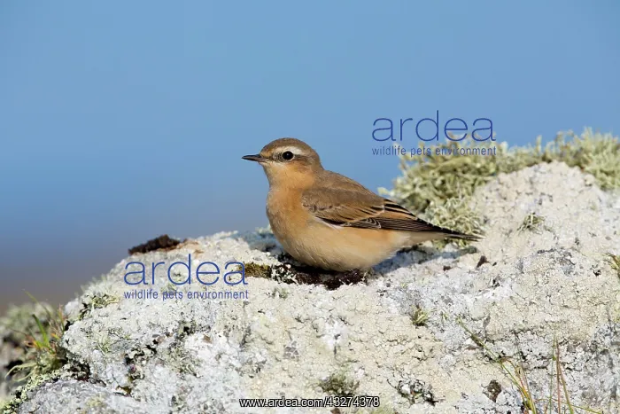 : 80180854 Wheatear - on Lichen covered rock Cornwall : 80180854 Wheatear - on Lichen covered rock Cornwall