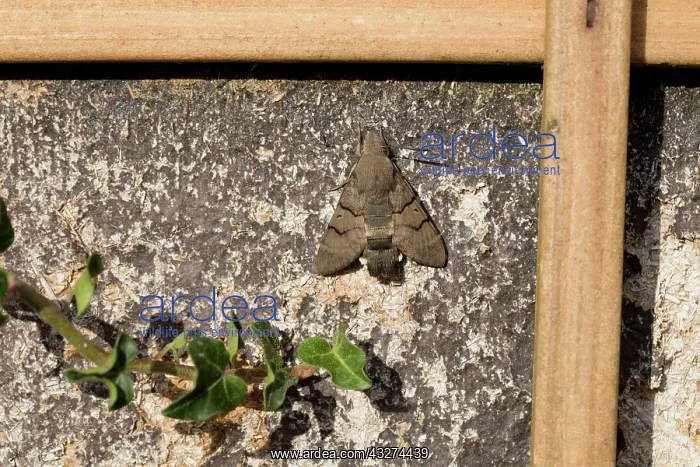 : 80180867 Hummingbird Hawkmoth Summer - Cornwall : 80180867 Hummingbird Hawkmoth Summer - Cornwall