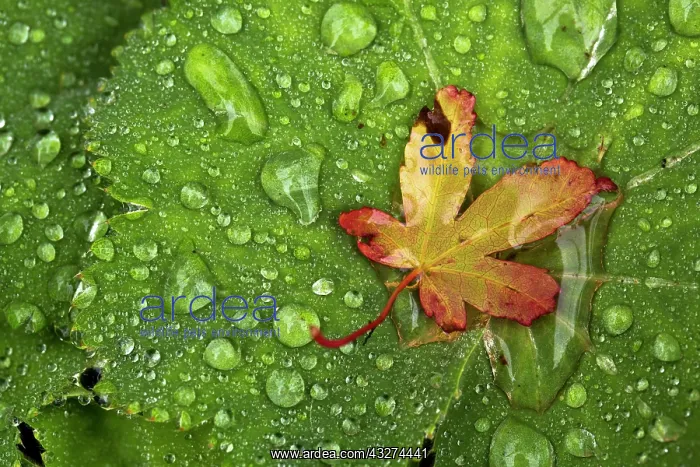 : 80180868 Lady's Mantle Leaves with Acer Leaf - : 80180868 Lady's Mantle Leaves with Acer Leaf -